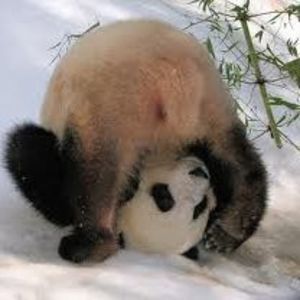 Meet your Posher, Silvia